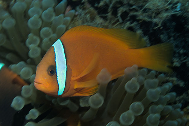 Amphiprion frenatus