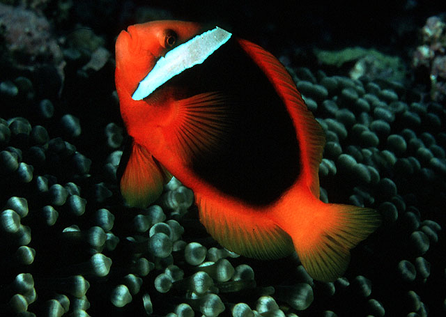 Amphiprion frenatus