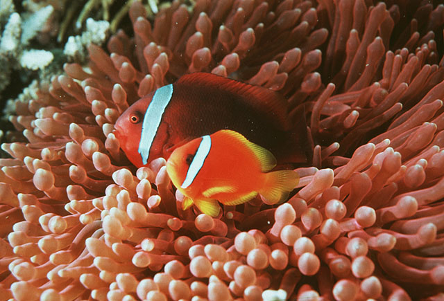 Amphiprion frenatus