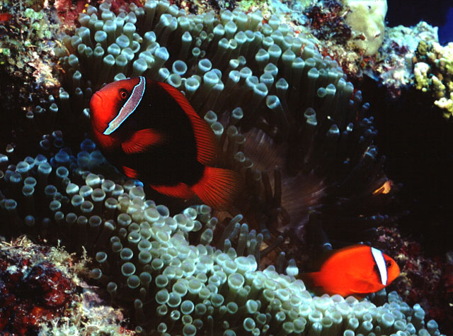 Amphiprion frenatus