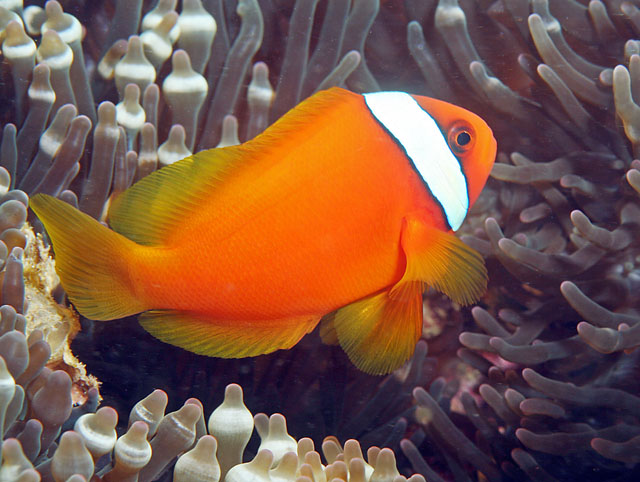 Amphiprion frenatus