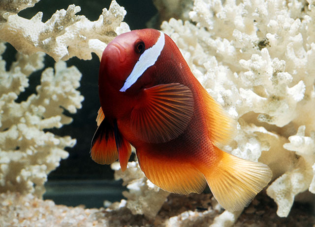 Amphiprion frenatus