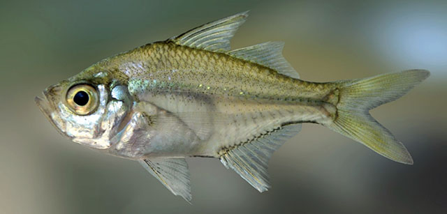 Ambassis gymnocephalus