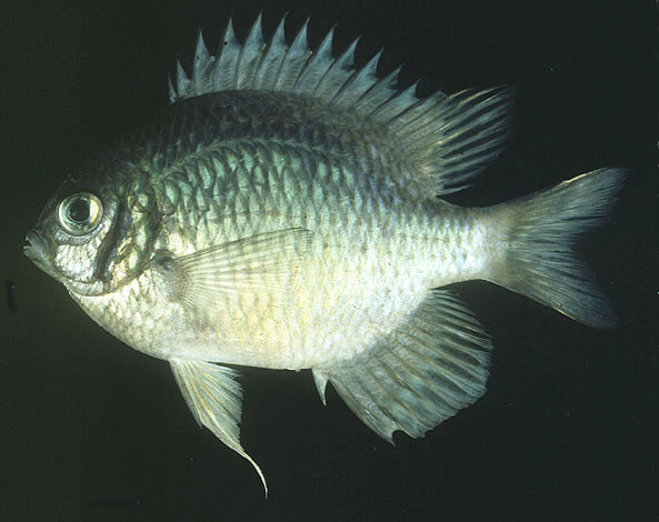 Amblyglyphidodon indicus