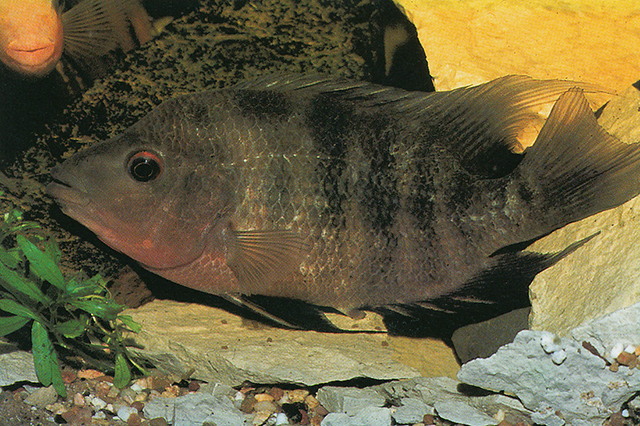 Amphilophus labiatus