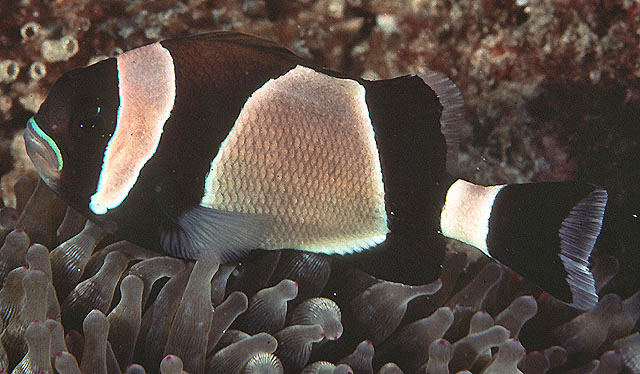 Amphiprion latezonatus