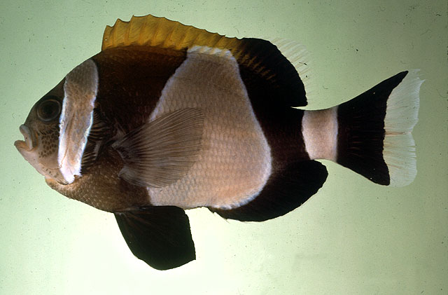 Amphiprion latezonatus