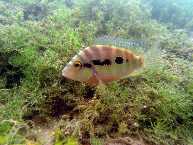 Cribroheros longimanus