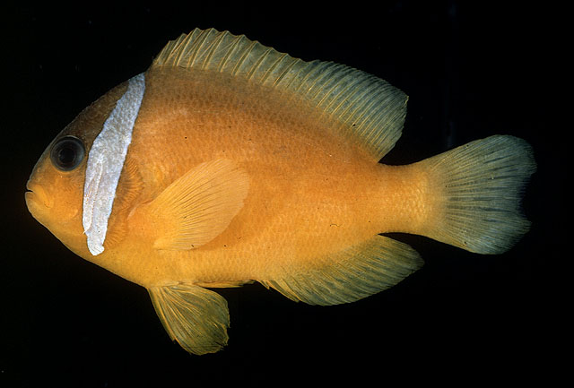 Amphiprion barberi