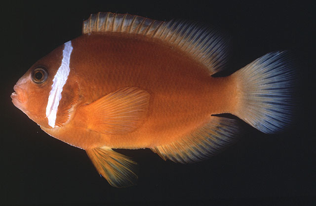 Amphiprion barberi