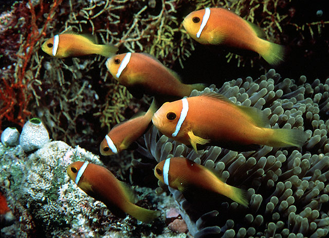 Amphiprion nigripes