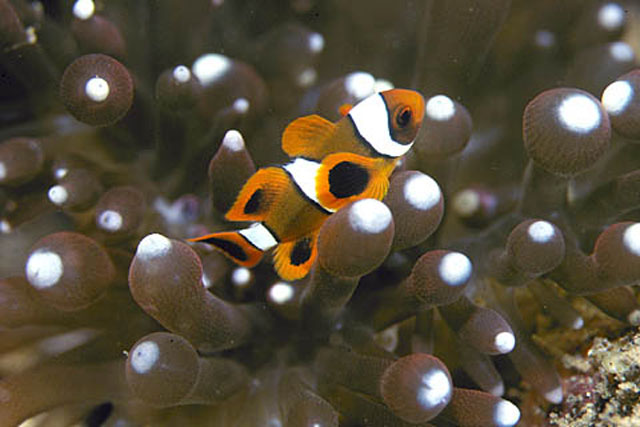 Amphiprion biaculeatus