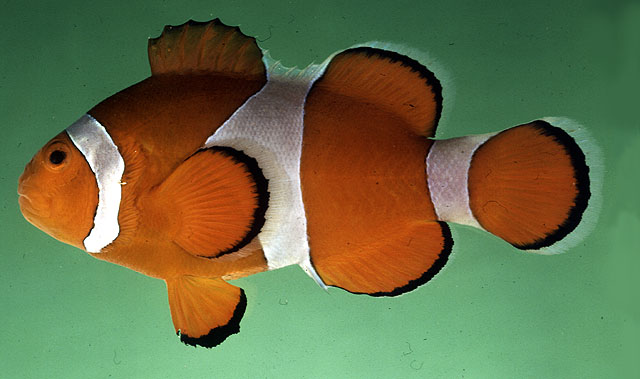 Amphiprion ocellaris