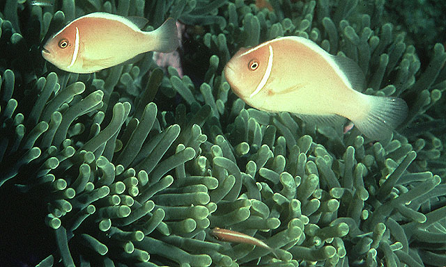 Amphiprion perideraion