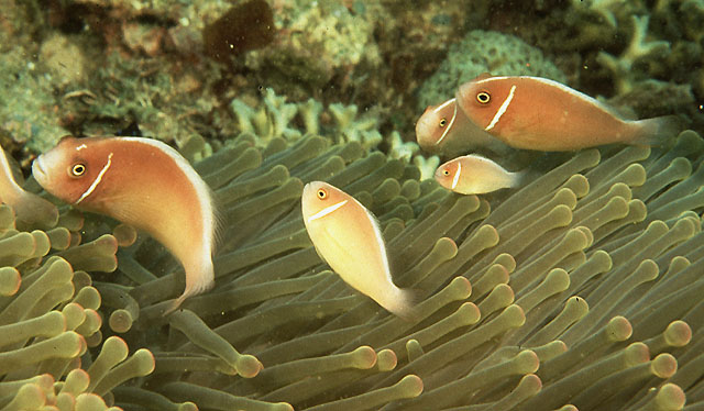 Amphiprion perideraion