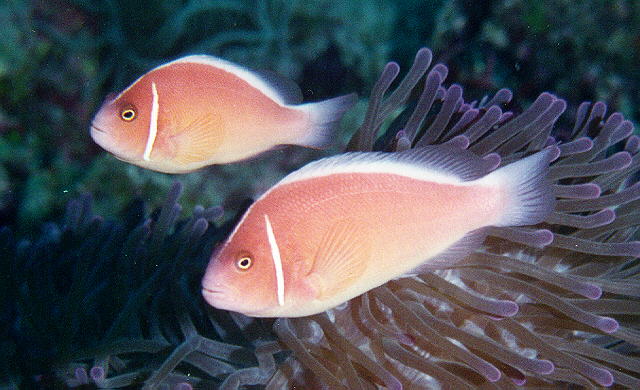 Amphiprion perideraion