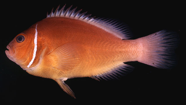 Amphiprion perideraion