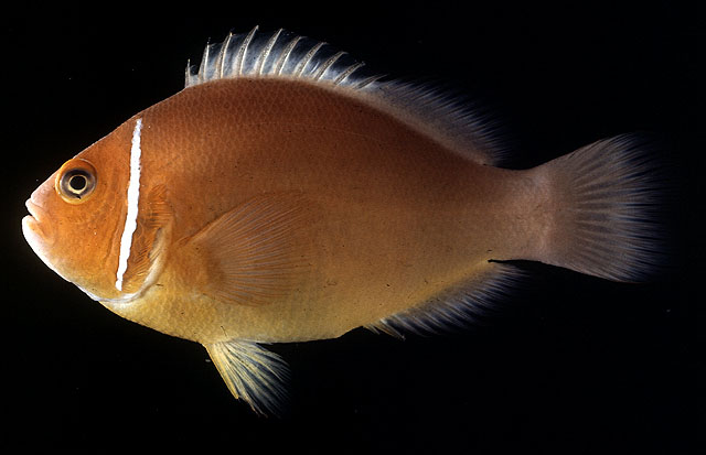 Amphiprion perideraion