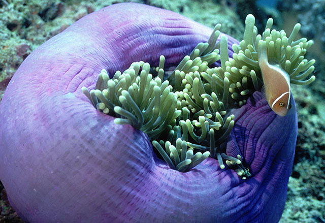 Amphiprion perideraion