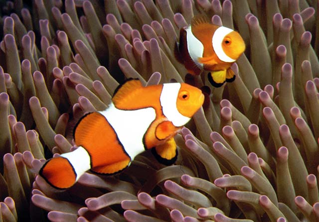 Amphiprion percula