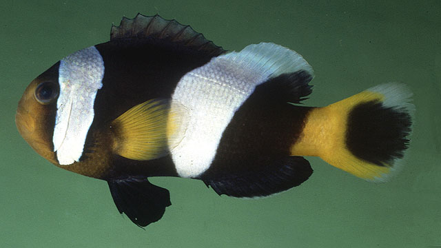 Amphiprion polymnus