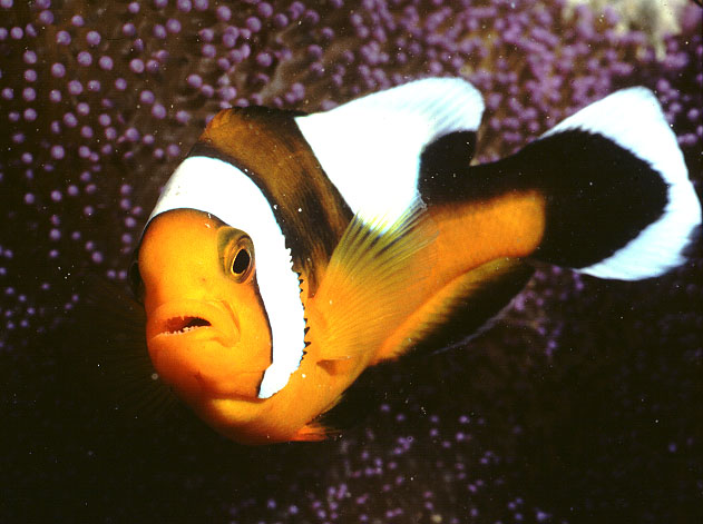 Amphiprion polymnus