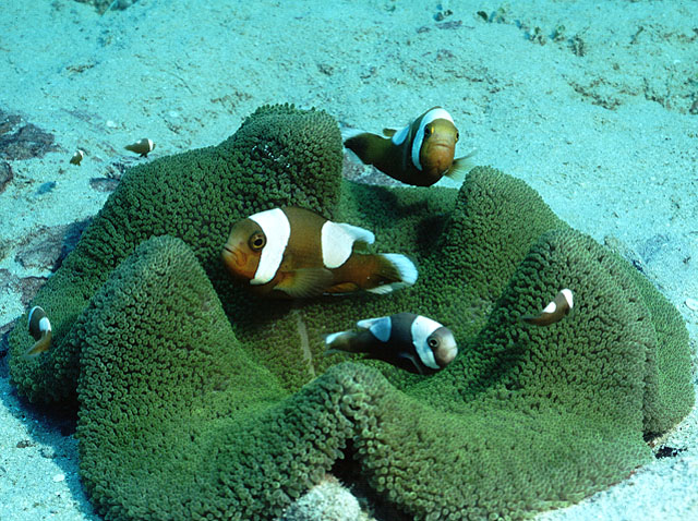 Amphiprion polymnus