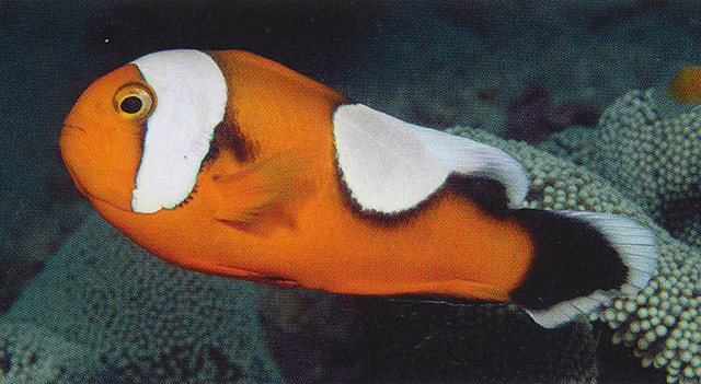 Amphiprion polymnus