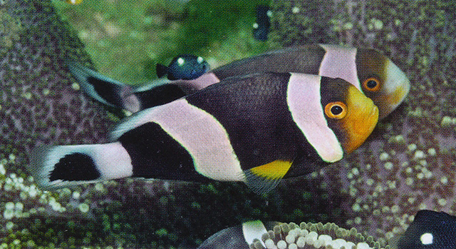 Amphiprion polymnus