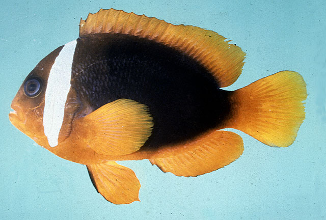 Amphiprion rubrocinctus