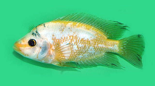 Amphilophus xiloaensis