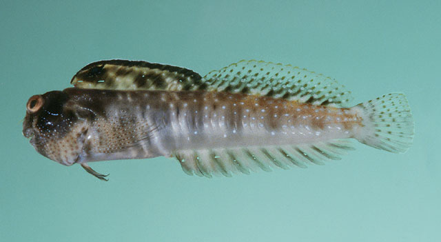 Antennablennius adenensis