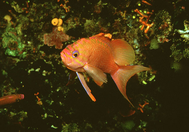 Anthias anthias