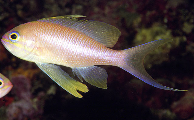 Anthias anthias