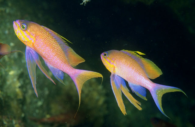 Anthias anthias