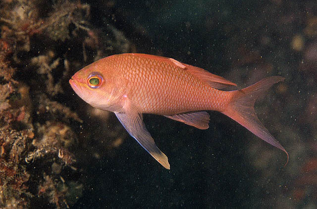 Anthias anthias