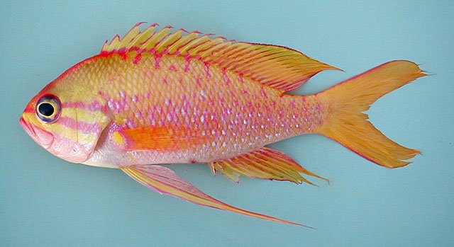 Anthias anthias