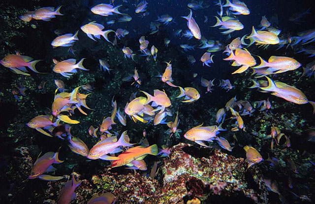 Anthias anthias