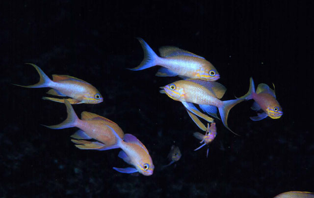 Anthias anthias