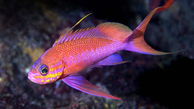 Anthias anthias