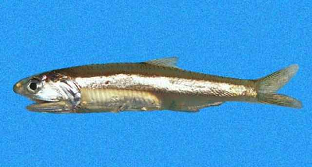 Anchoa argentivittata