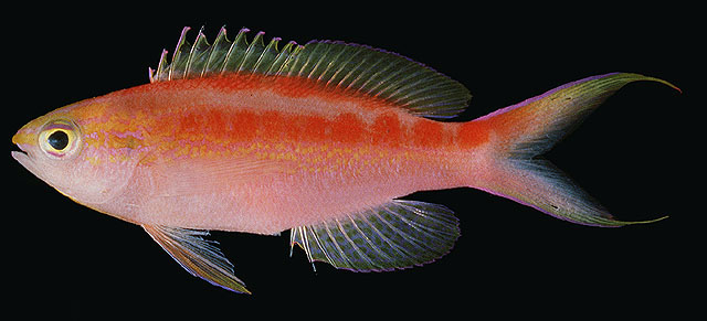 Pyronotanthias aurulentus