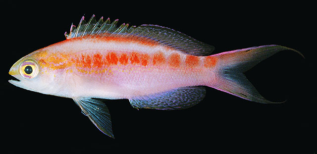 Pyronotanthias aurulentus