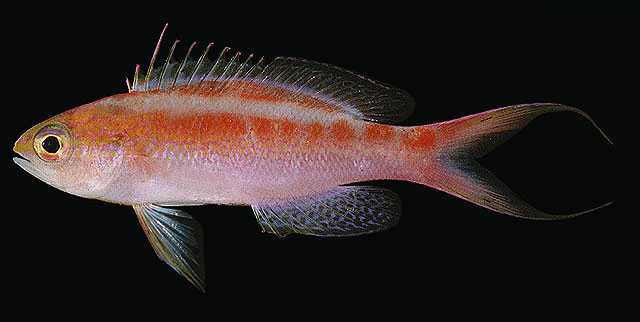 Pyronotanthias aurulentus