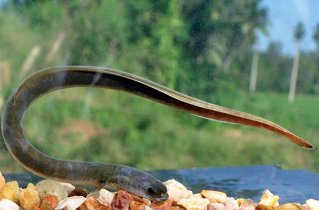 Anguilla bicolor