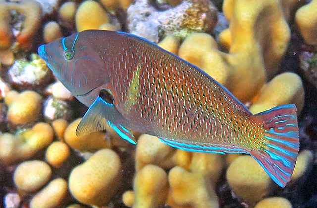 Anampses caeruleopunctatus