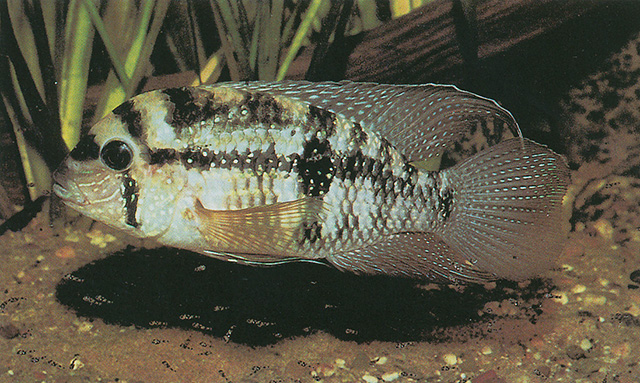 Andinoacara coeruleopunctatus