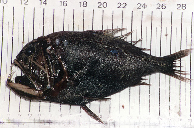 Anoplogaster cornuta