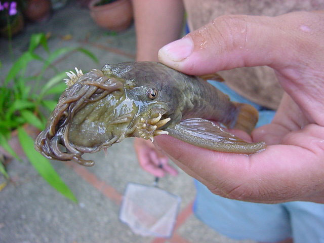 Ancistrus gymnorhynchus