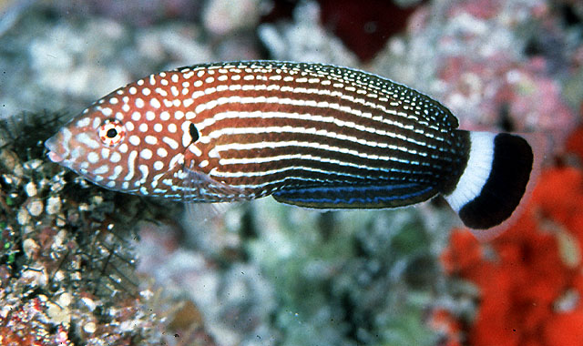 Anampses lineatus